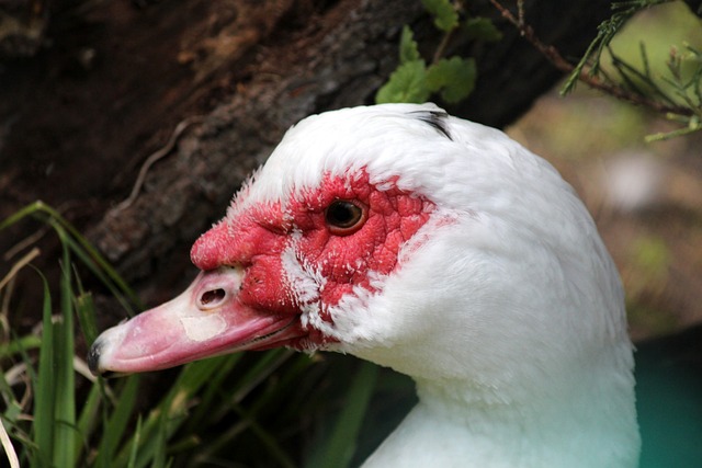 塔图姆的到 塔图姆的到