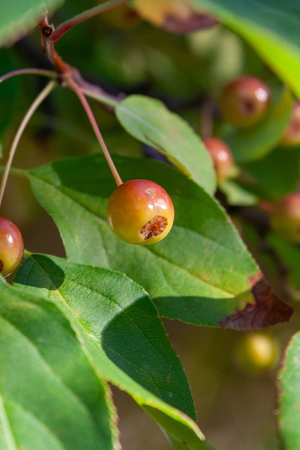 皇家馬德里 皇家馬德里